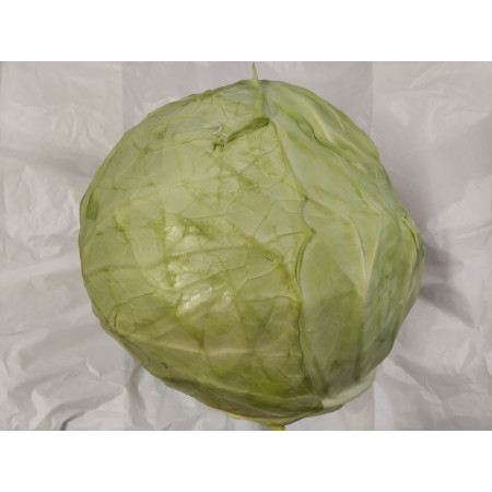Kapusta biela