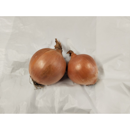 Cibula